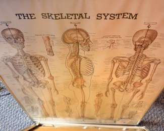 Antique skeletal system anatomy chart