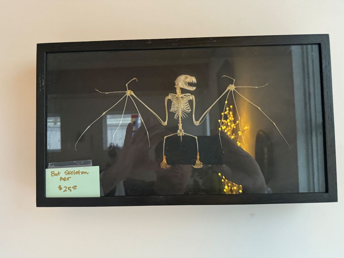 Framed bat skeleton specimen in a shadow box