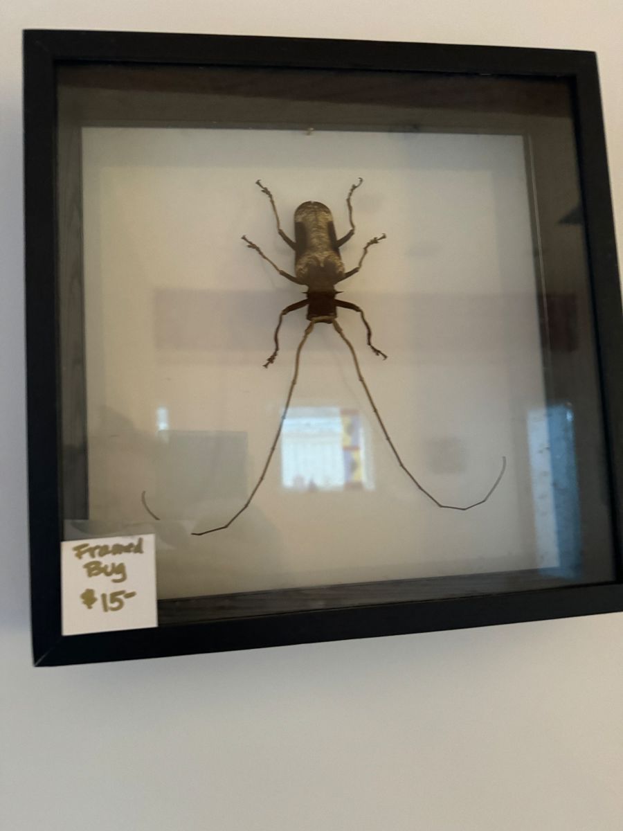 Framed beetle specimen in a black shadow box
