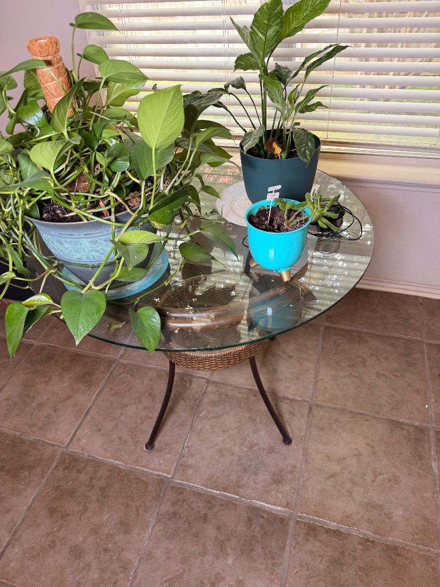 Potted houseplants on a round glass table