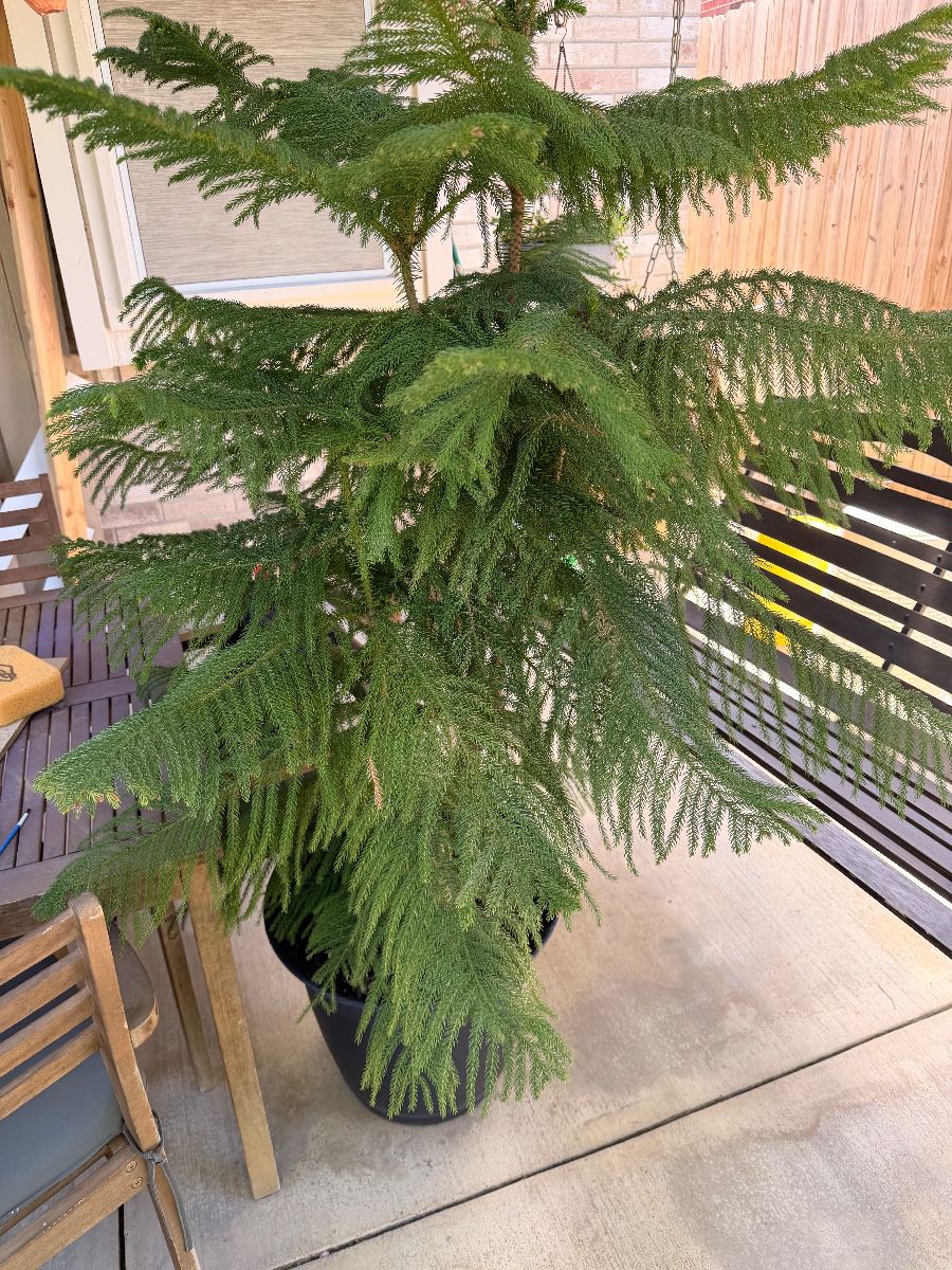 Potted Norfolk Island pine tree
